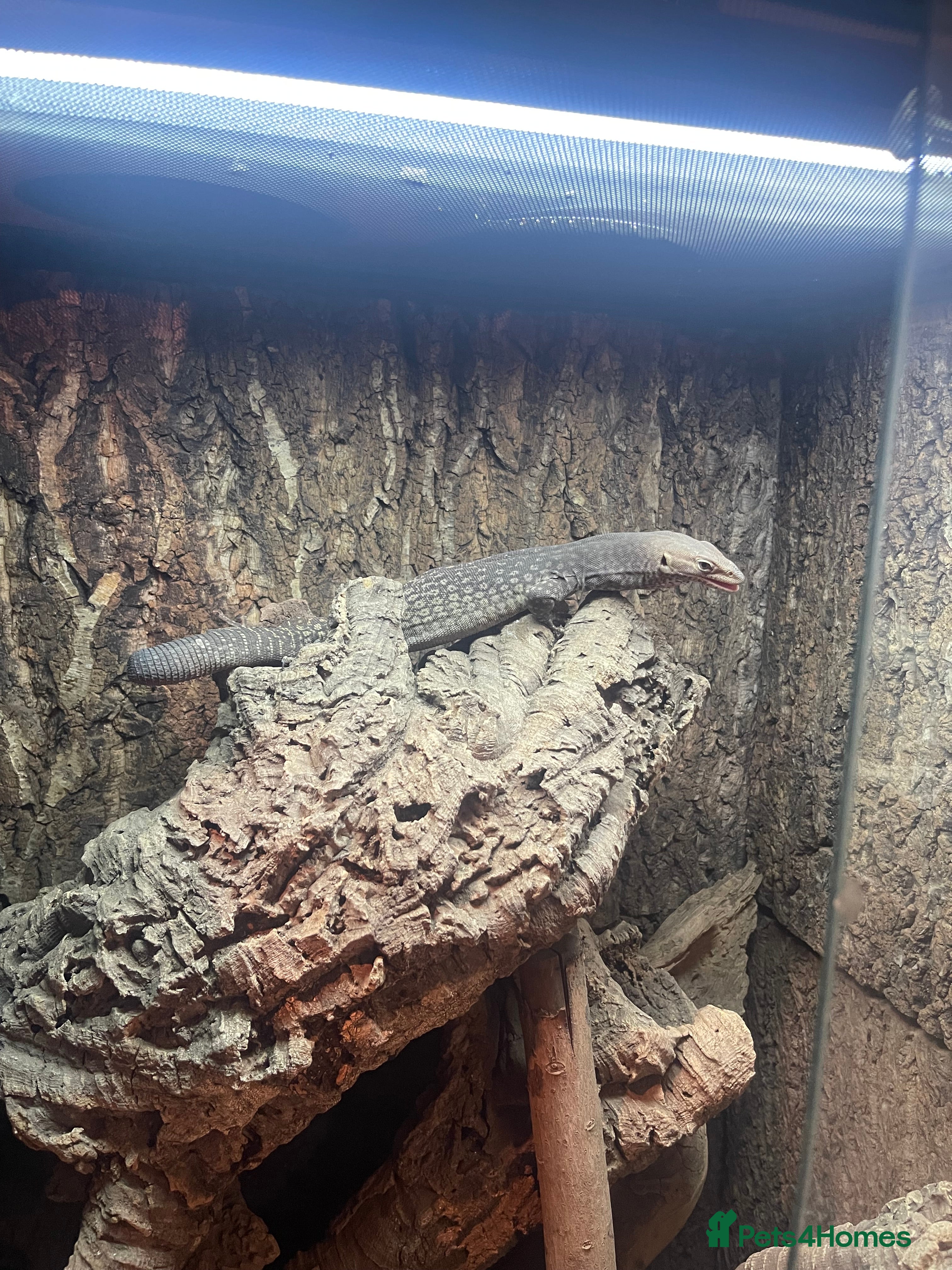 Monitor reptiles Black-Headed Monitor & Pigmy Mulga Monitors - Advert 2