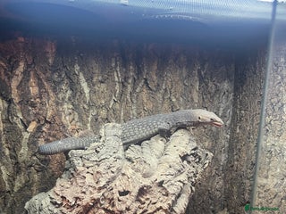 Monitor reptiles Black-Headed Monitor & Pigmy Mulga Monitors - Advert 2