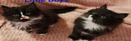 Mixed Breed cats for sale: Persian cross kittens x 5 - Advert 6