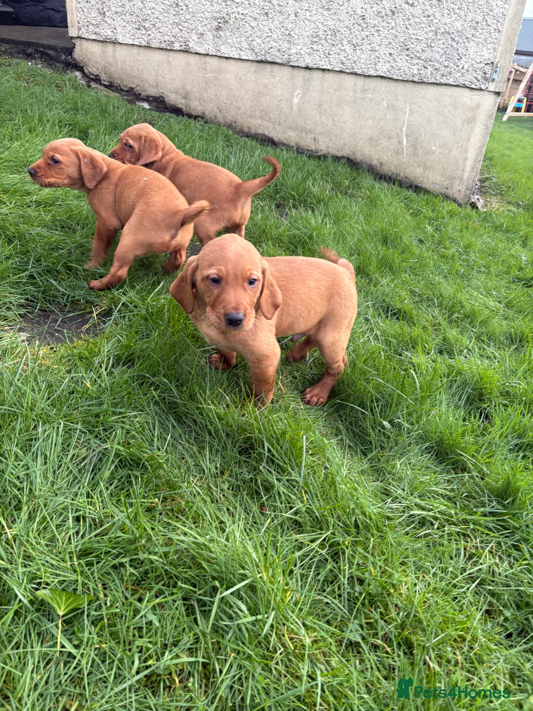 Mixed Breed dogs for sale: Vizslador pups for sale  in Newry - Advert 7