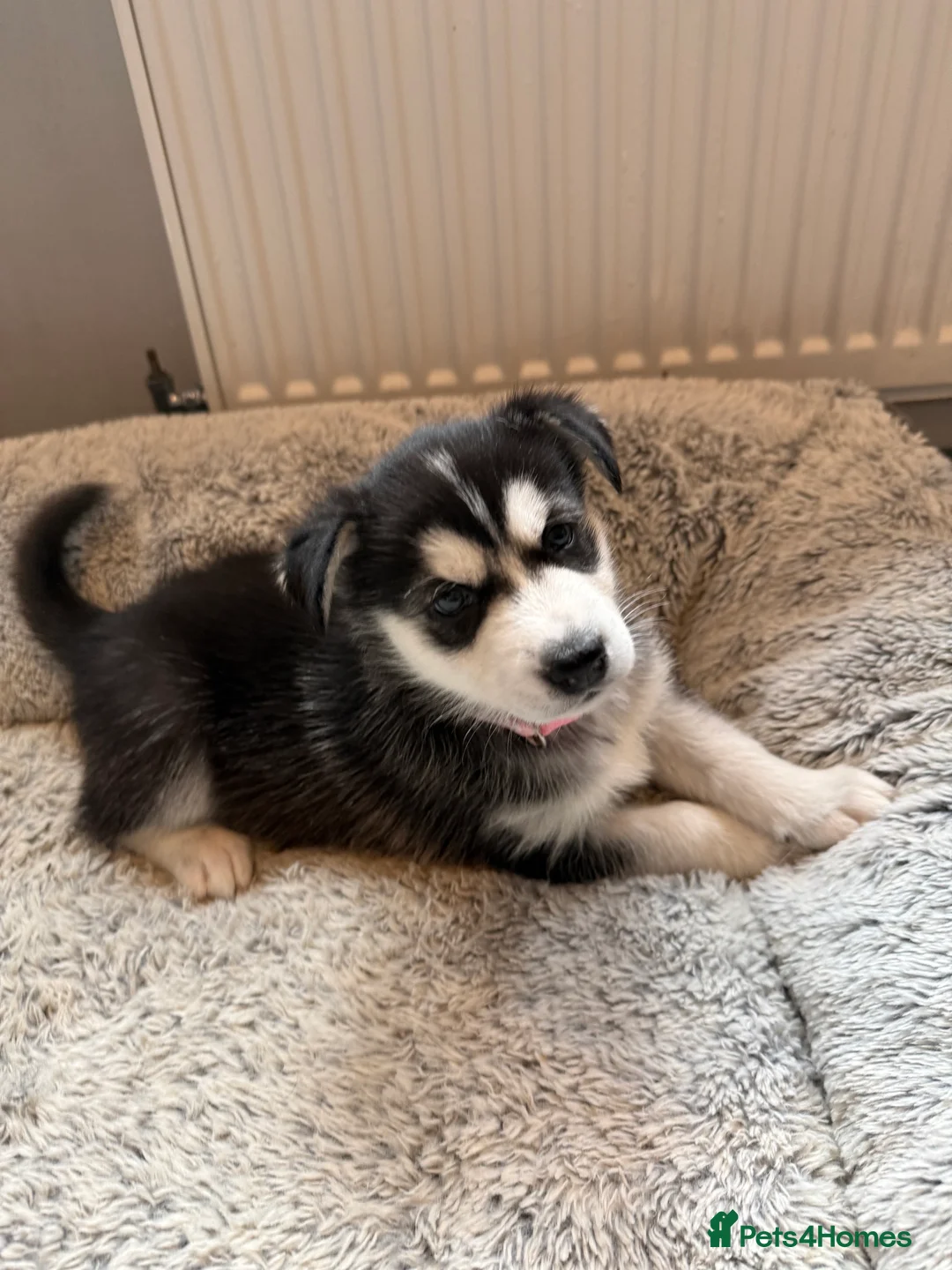 Siberian Husky dogs for sale: Gorgeous, Healthy & Fully Insured Siberian puppies in Stanmore - Advert 23