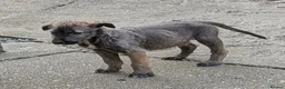 Irish Wolfhound dogs for sale: Irish Wolfhound Puppies  - Advert 12
