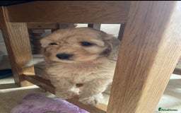 Cockapoo dogs for sale: F1 Apricot / Red Cockapoo’s  in Wetherby - Image 2