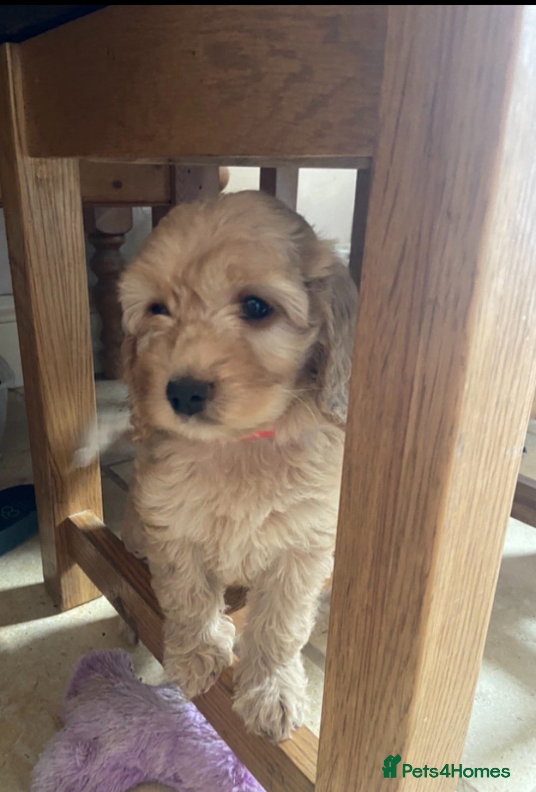 Cockapoo dogs for sale: F1 Apricot / Red Cockapoo’s  in Wetherby - Image 2