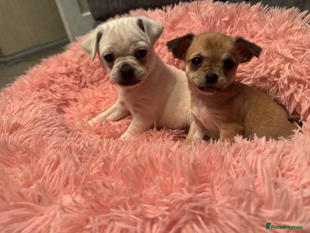 Chug dogs for sale: Lovely playful Chihuahua x Pug Puppies Boys Girls  - Advert 12