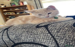 British Longhair cats for sale: X2 7 month old male kittens - Advert 8