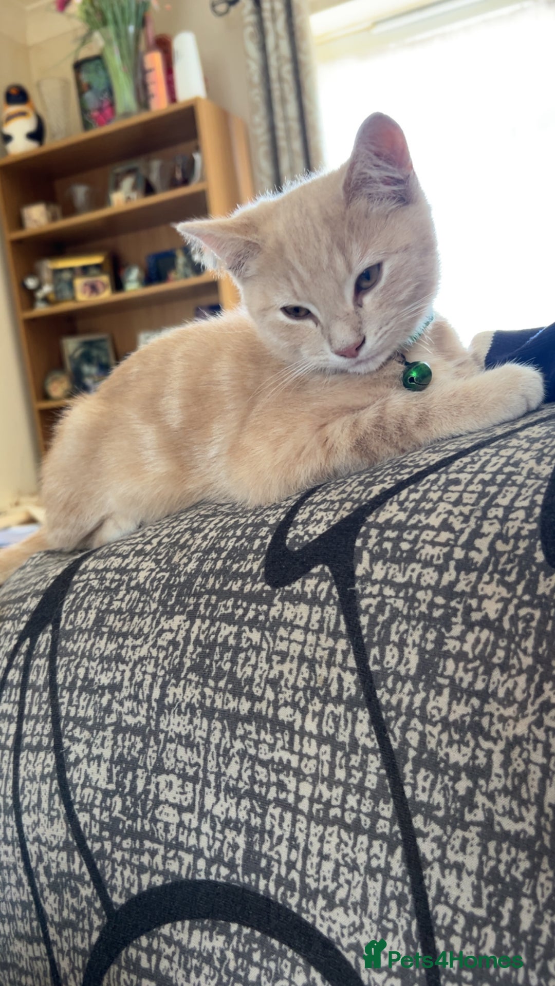 British Longhair cats for sale: X2 7 month old male kittens - Advert 8