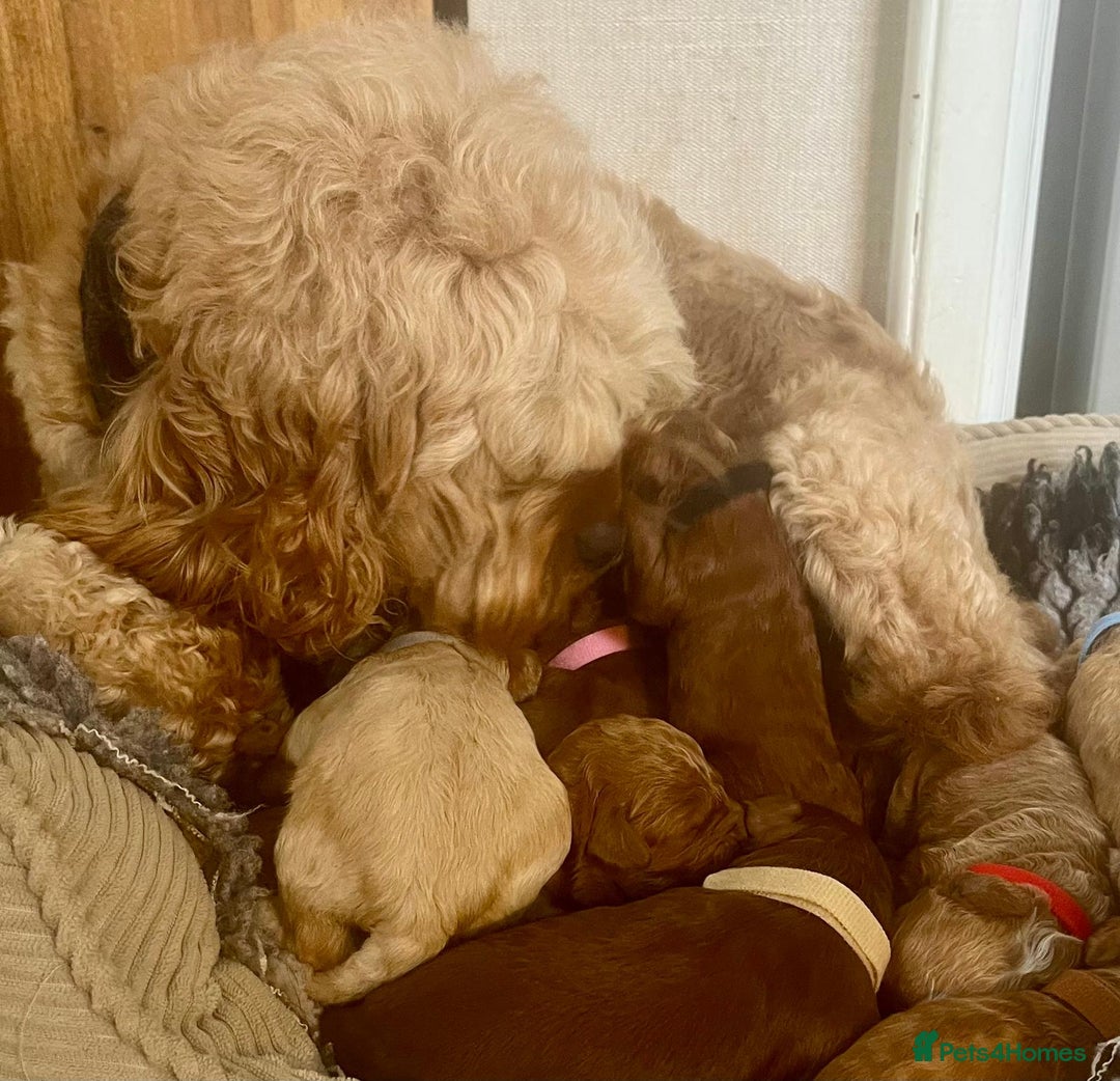 Cavapoo dogs for sale: F1b Toy cavapoo puppies extensively health tested - Image 14