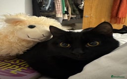 Mixed Breed cats for sale: Moggy cat ‘Florence / Flo’ - Advert 7