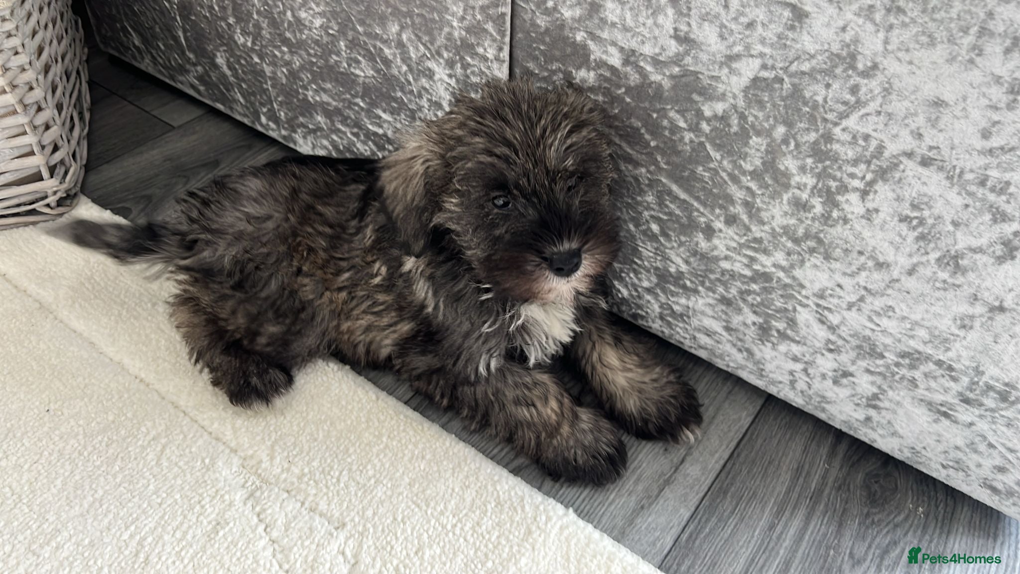 Schnoodle dogs Schnoodle puppies for sale   - Advert 3