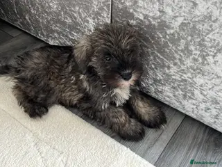 Schnoodle dogs Schnoodle puppies for sale - Advert 1