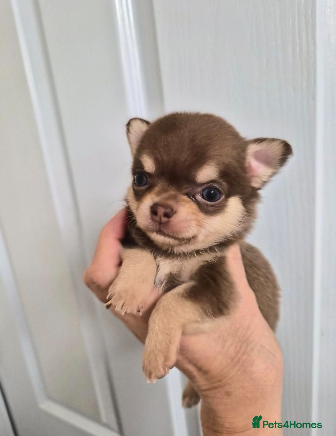 Chihuahua dogs Chocolate boy and girl chihuahua for sale - Advert 2