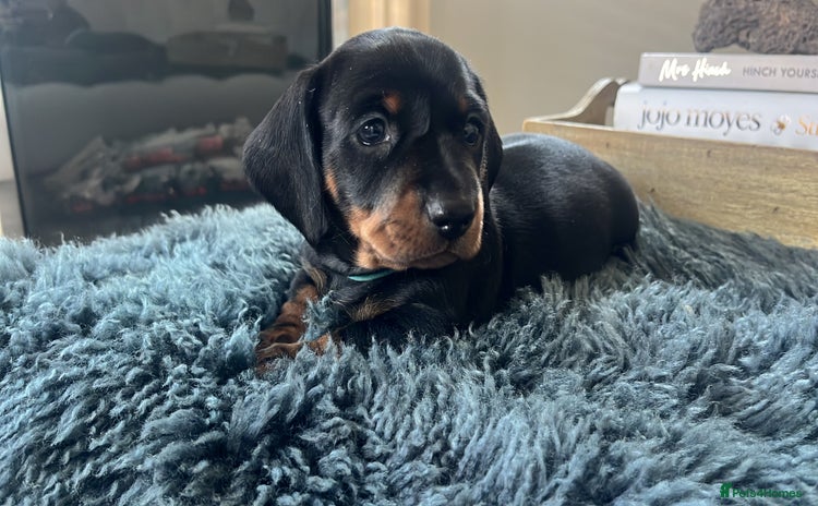 Miniature Dachshund dogs - Advert 8