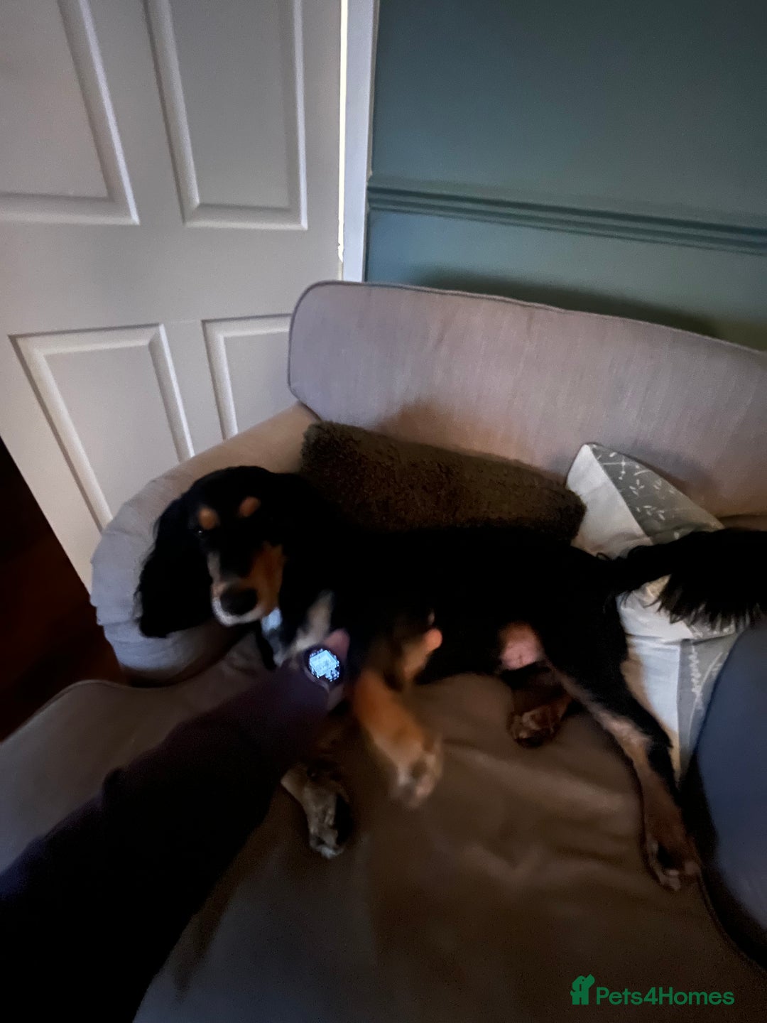 Cocker Spaniel dogs for sale: Ralph the Cocker Spaniel  - Advert 7