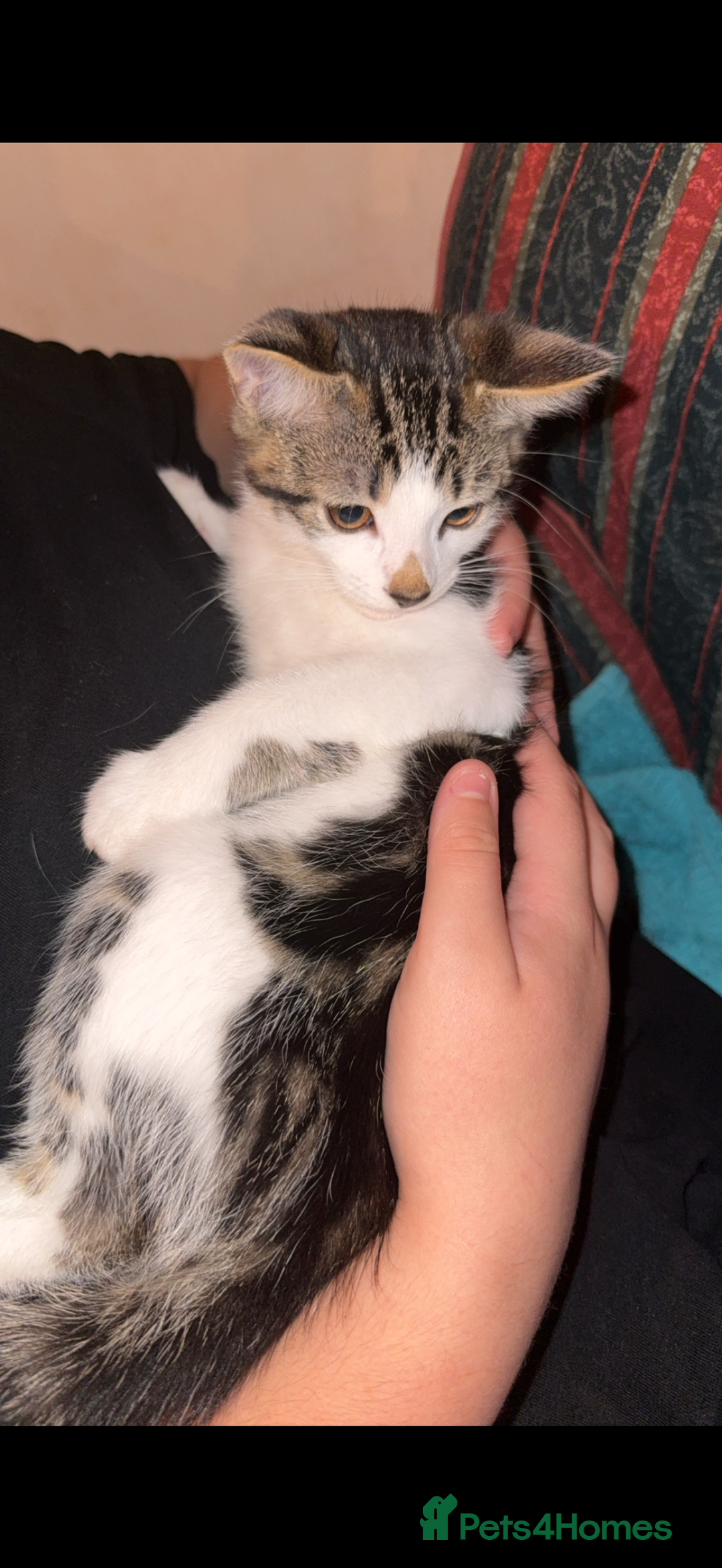 Mixed Breed cats for sale: 15/15 week old kitten  - Image 4
