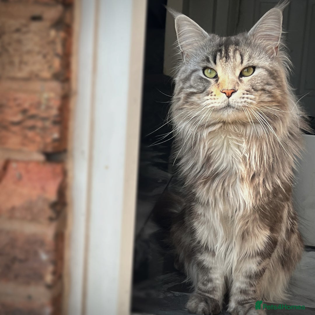 Maine Coon cats for sale: Maine Coon Male- Silver Tabby Kitten  - Image 5