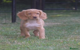 Cocker Spaniel dogs for sale: READY TO NOW Cocker spaniels puppies  - Image 4