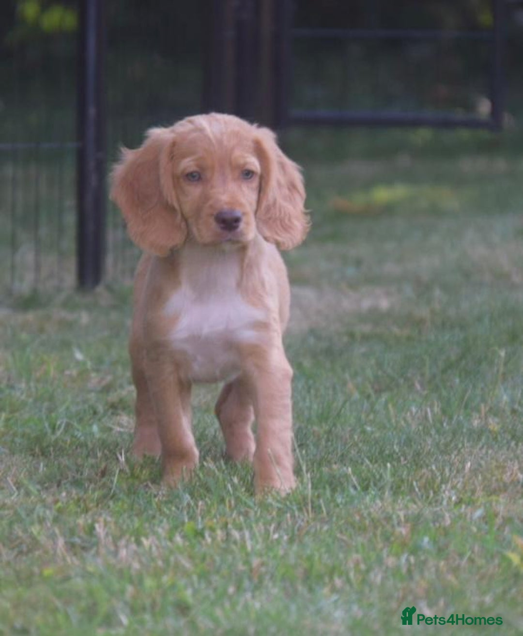 Cocker Spaniel dogs for sale: READY TO NOW Cocker spaniels puppies  - Image 4
