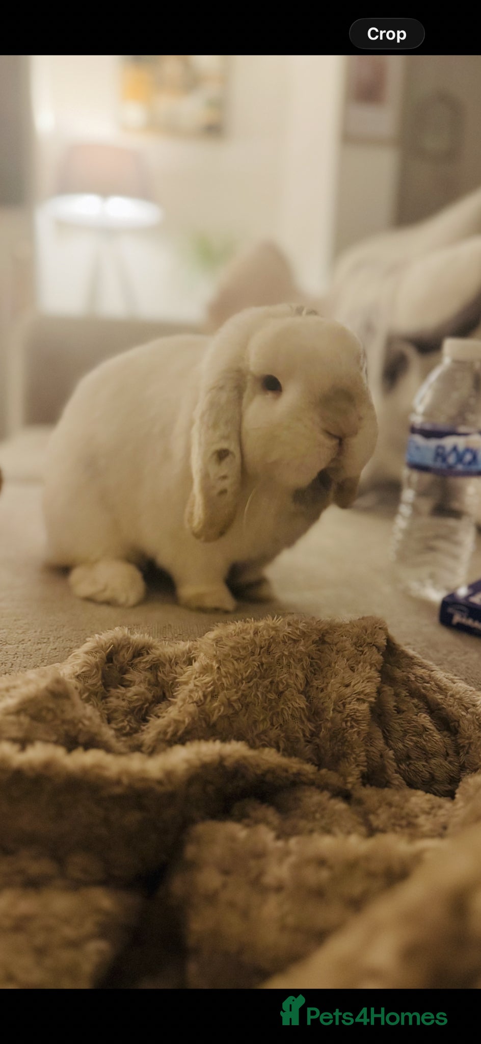 Mini Lop rabbits Mini lop male rabbit  - Advert 1
