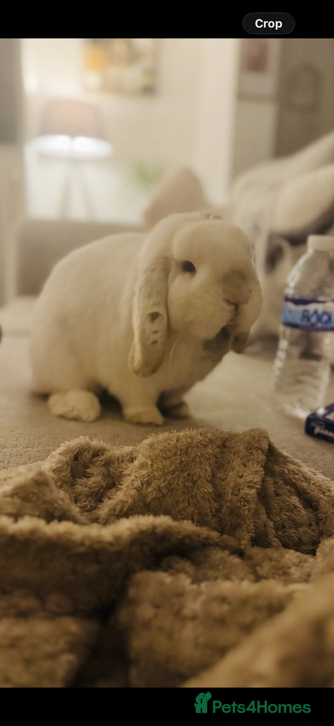 Mini Lop rabbits for sale: Mini lop male rabbit  - Advert 1