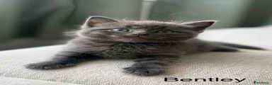 British Shorthair 2 Bentley