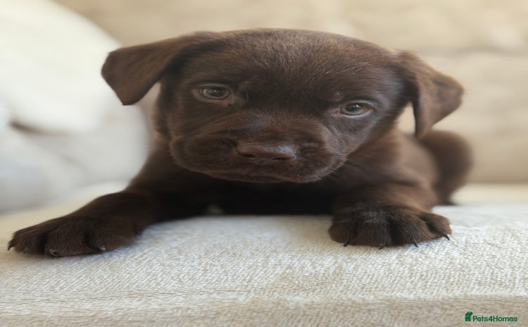 Labrador Retriever dogs - Advert 2
