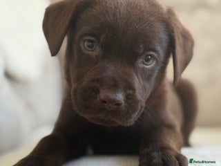 Labrador Retriever dogs - Advert 3