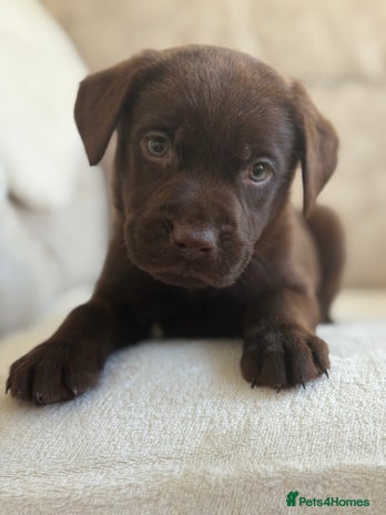 Labrador Retriever dogs - Advert 15