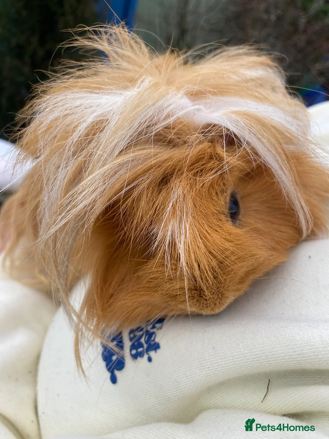 Guinea Pig rodents for sale: 2 long haired Guinea pigs  - Advert 2