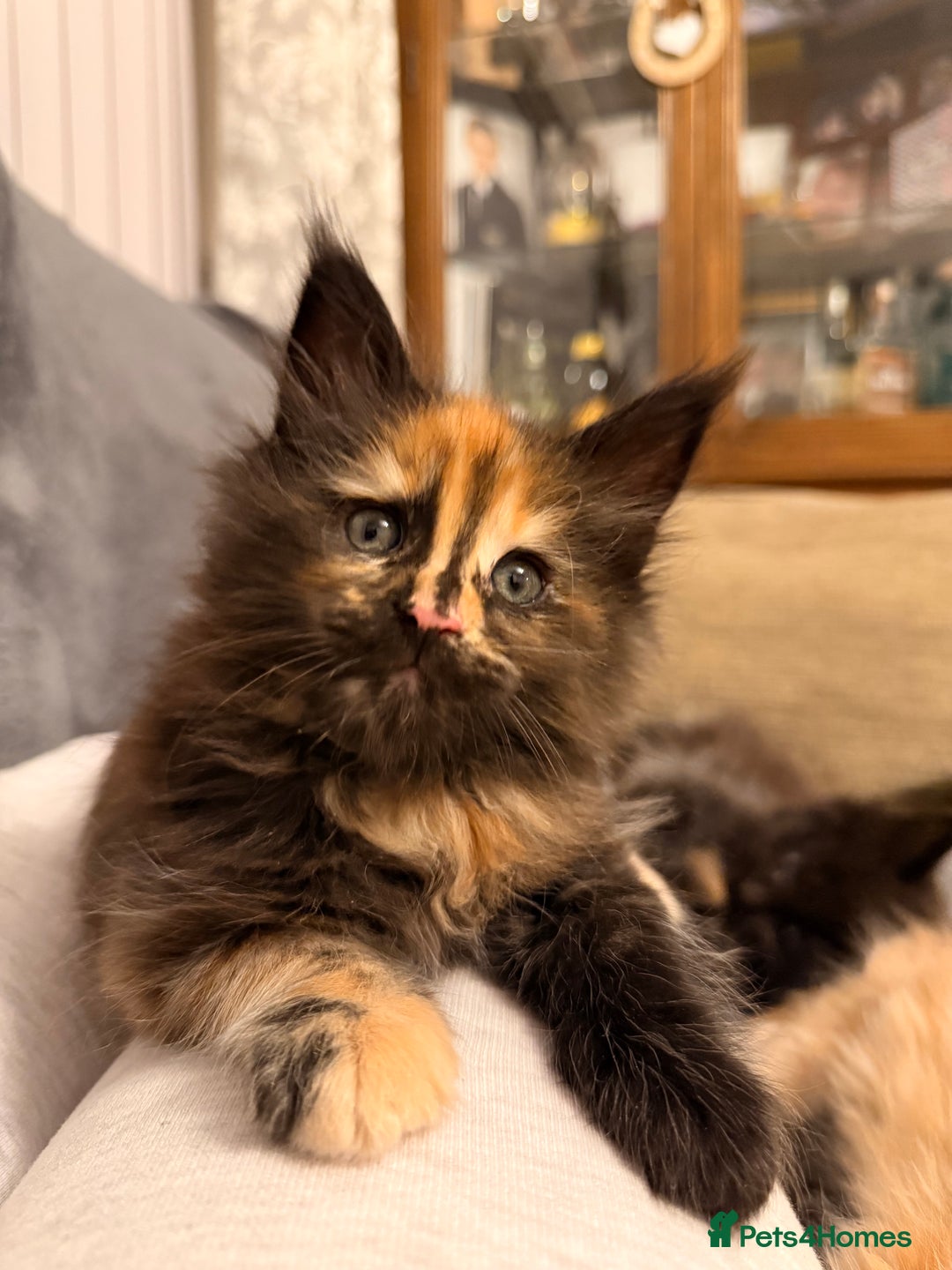 Maine Coon cats for sale: Beautiful Maine Coon Kittens - Advert 6