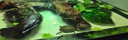 Turtle reptiles for sale: Painted turtles for sale - Advert 23