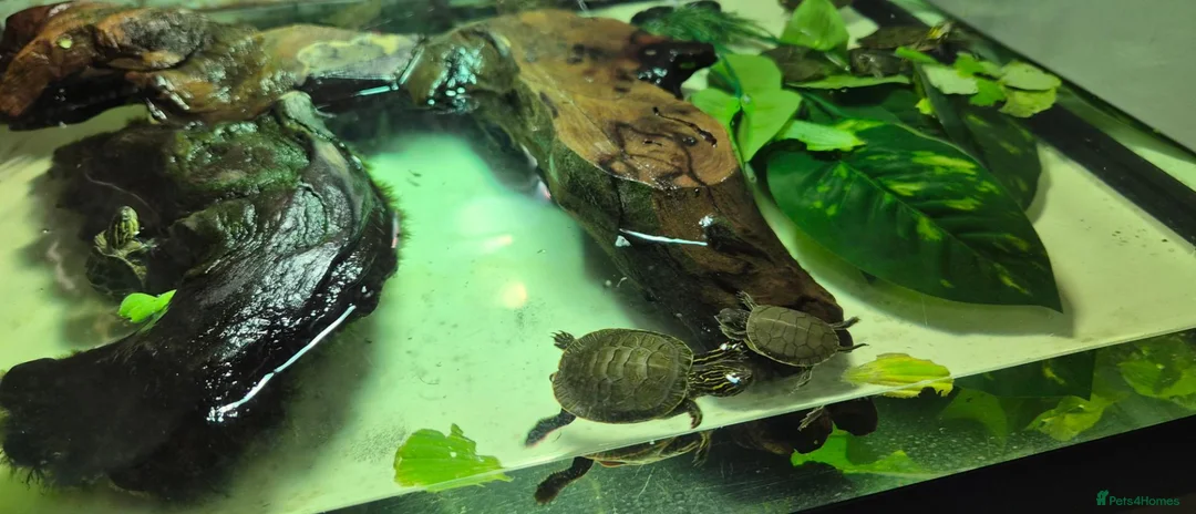 Turtle reptiles for sale: Painted turtles for sale - Advert 23