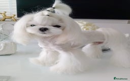 Maltese dogs for sale: 🩵KC reg  Korean doll face Maltese 🩵 - Image 4