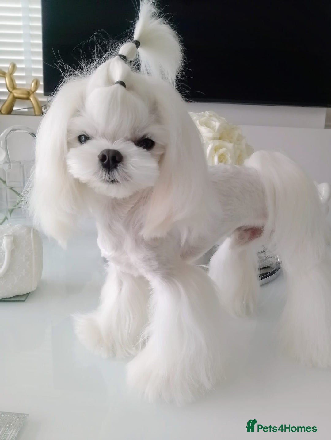 Maltese dogs for sale: 🩵KC reg  Korean doll face Maltese 🩵 - Image 4