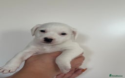 Mixed Breed dogs for sale: Jack Russel x Cockapoo Puppies - Image 6