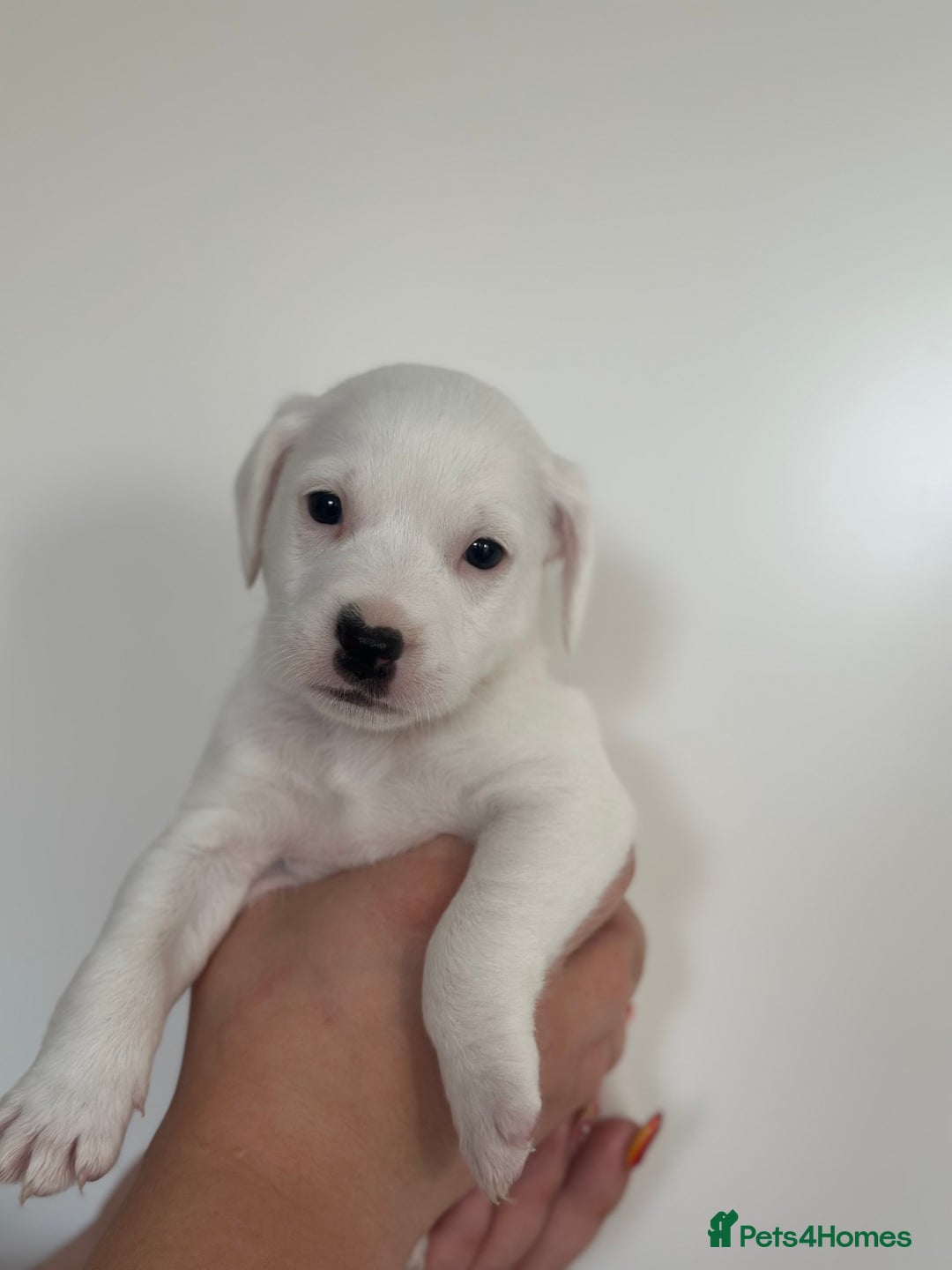 Mixed Breed dogs for sale: Jack Russel x Cockapoo Puppies - Image 6
