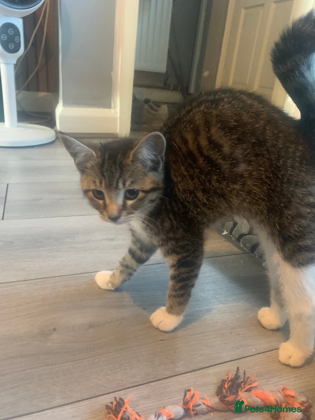 Mixed Breed cats for sale: Beautiful kittens  - Image 7