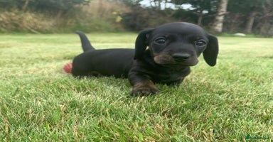 Miniature Dachshund dogs - Advert 3