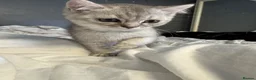 Scottish Fold cats for sale: Scottish Straight ears Kittens available  - Advert 30