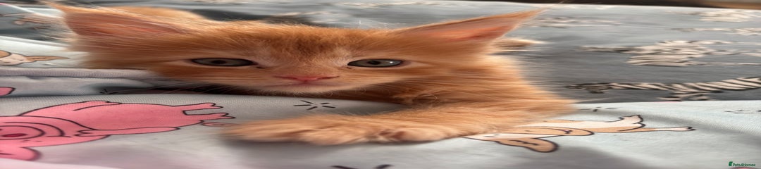 Maine Coon Kitten 2