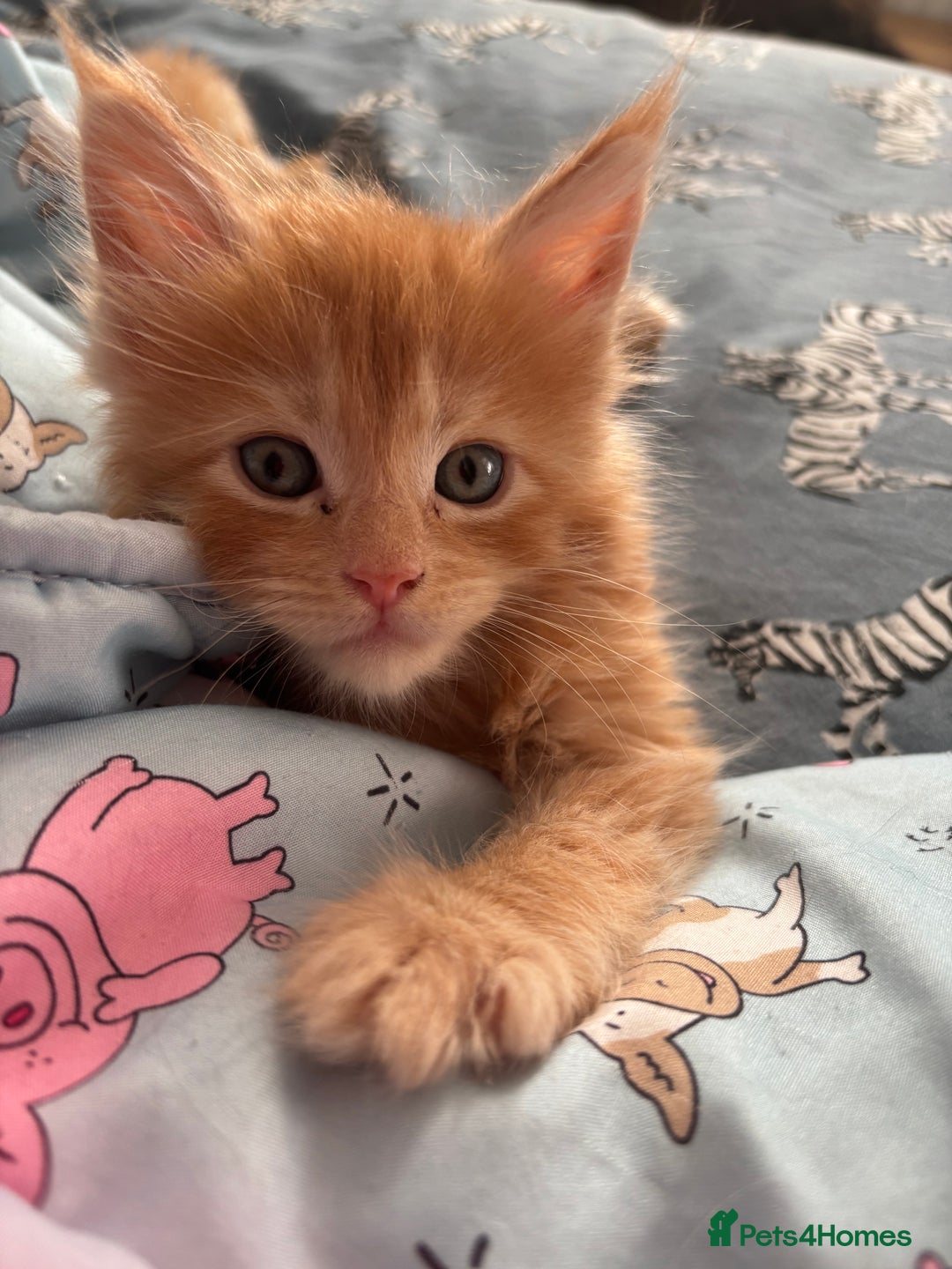 Maine Coon cats for sale: Super fluffy gorgeous Maine coon /Ragdoll kittens  - Image 8