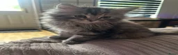 Mixed Breed cats for sale: Maine coon x chinchilla Persian kitten - Advert 5