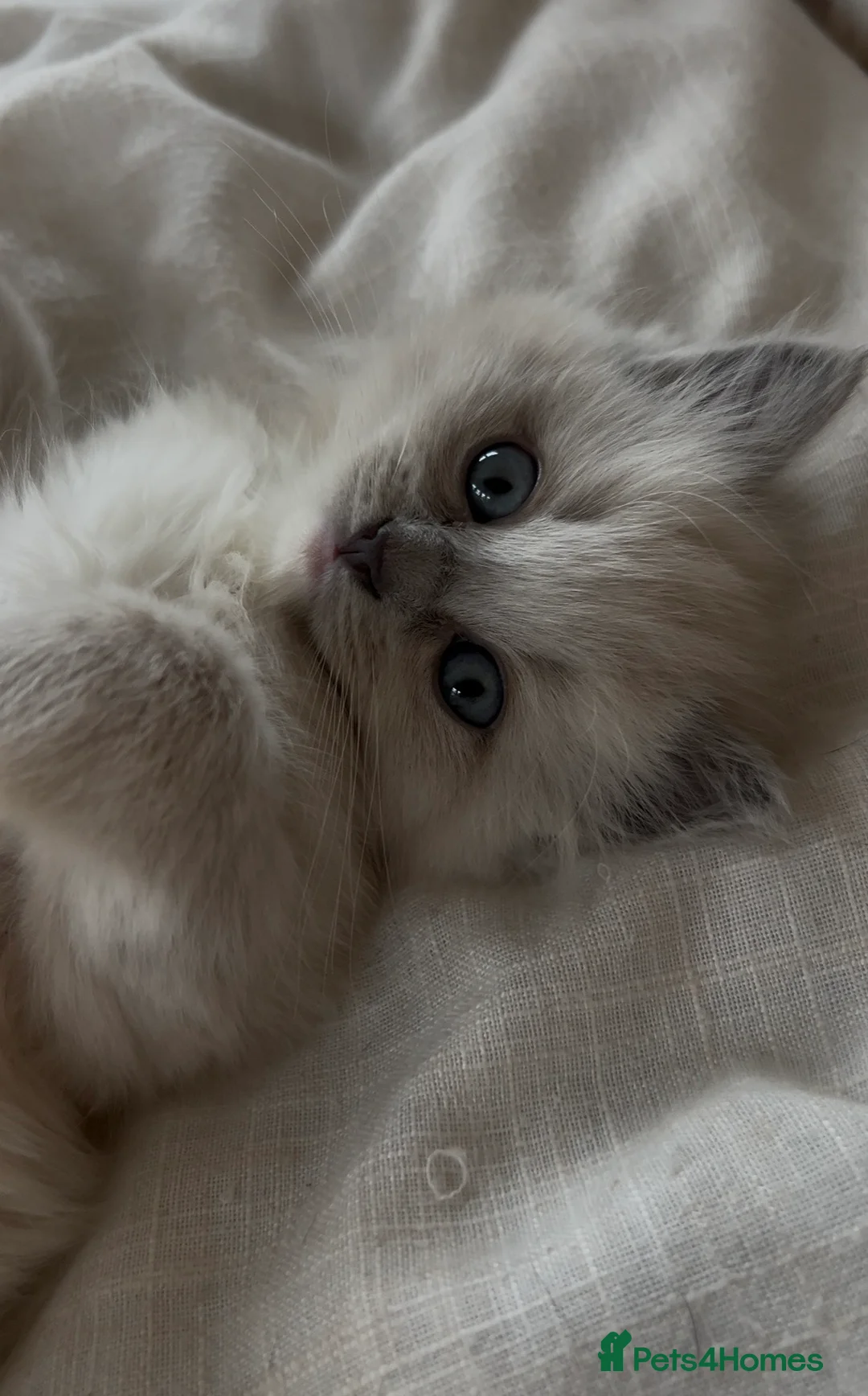 Ragdoll cats for sale: Quality Mink Sepia Cherubim Ragdolls - Advert 3