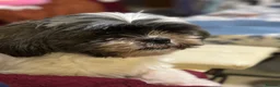 Shih Tzu dogs for sale: Dog for sale in Northolt - Advert 2
