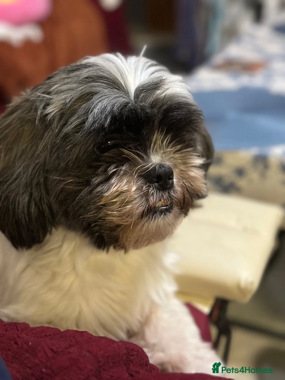 Shih Tzu dogs for sale: Dog for sale in Northolt - Advert 2