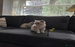 British Shorthair cats for sale: Beautiful British Shorthair Girls - Image 6