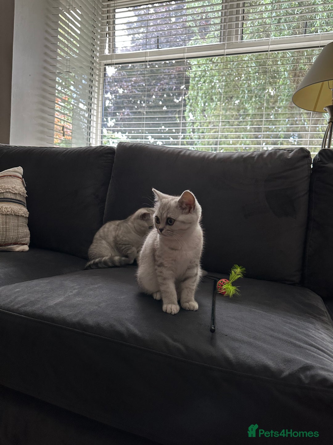 British Shorthair cats for sale: Beautiful British Shorthair Girls - Image 6