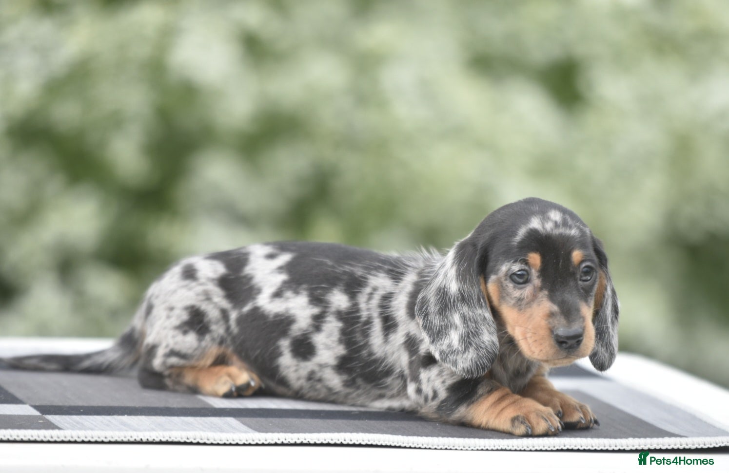 Dachshund dogs Ready to leave - Amazing dachshund puppies - Advert 2