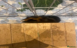 Guinea Pig rodents for sale: Guinea Pigs for Sale - Image 5