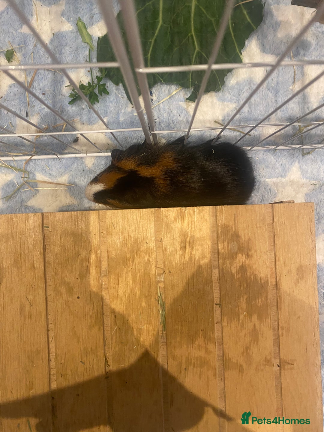 Guinea Pig rodents for sale: Guinea Pigs for Sale - Image 5